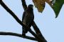 Amazonas06 - 399 * Roadside Hawk.
